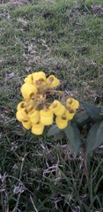Calceolaria crenata