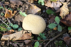 Scleroderma citrinum