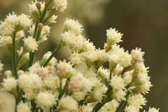 Baccharis sarothroides