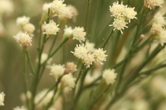 Baccharis sarothroides
