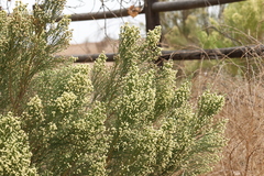 Baccharis sarothroides