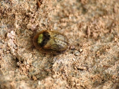 Hypocassida