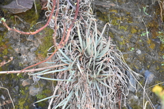 Dudleya edulis