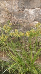 Cyperus eragrostis image