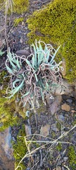 Dudleya edulis