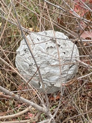 Dolichovespula maculata