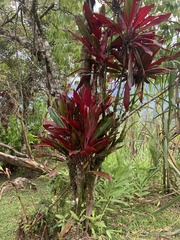Cordyline fruticosa