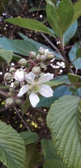 Rubus adenotrichos