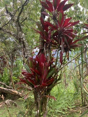 Cordyline fruticosa