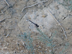 Selysiothemis nigra