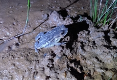 Rhinella pygmaea