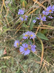 Symphyotrichum laeve