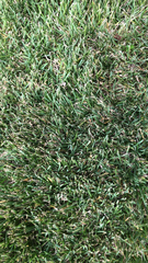 Stenotaphrum secundatum