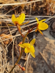 Eulophia hians inaequalis