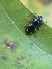 Glischrochilus quadrisignatus