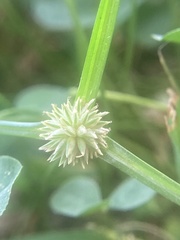 Cyperus hortensis