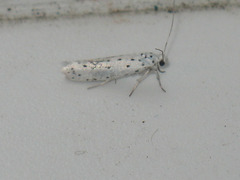 Yponomeuta malinellus
