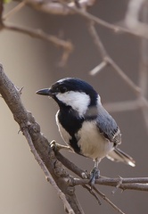 Parus cinereus