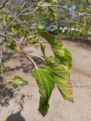 Morus nigra
