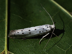 Yponomeuta padella
