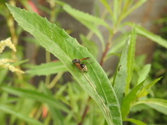 Brachygastra lecheguana