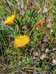 Lampranthus bicolor