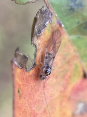 Teliapsocus