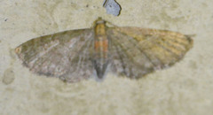 Eupithecia haworthiata