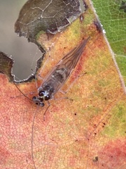 Teliapsocus