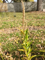 Physostegia virginiana