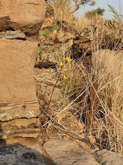 Eulophia hians inaequalis