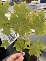 Acer platanoides