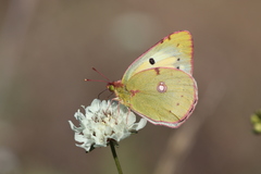 Colias erate