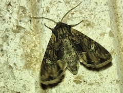 Mniotype occidentalis