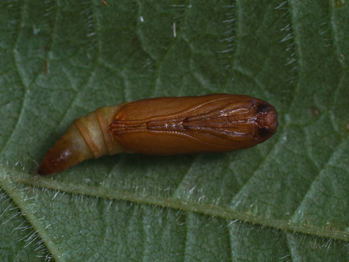 Willow Ermine