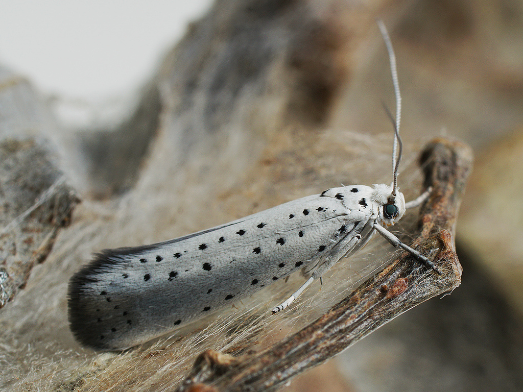 Willow Ermine