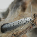 Yponomeuta rorrella - Photo (c) cossus,  זכויות יוצרים חלקיות (CC BY-NC)