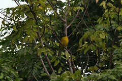 Rubigula flaviventris