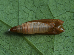Yponomeuta rorrella