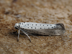 Yponomeuta rorrella