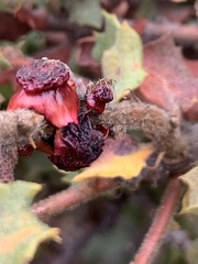 Disholcaspis prehensa