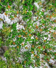 Searsia laevigata