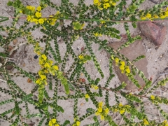 Aspalathus ericifolia