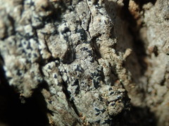 Alyxoria varia
