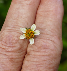 Bidens bigelovii