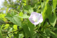 Calystegia sepium spectabilis