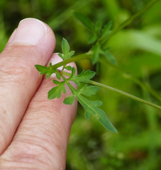 Bidens bigelovii