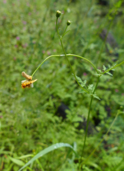 Bidens bigelovii