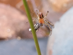 Alpaida veniliae