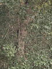 Quercus hemisphaerica